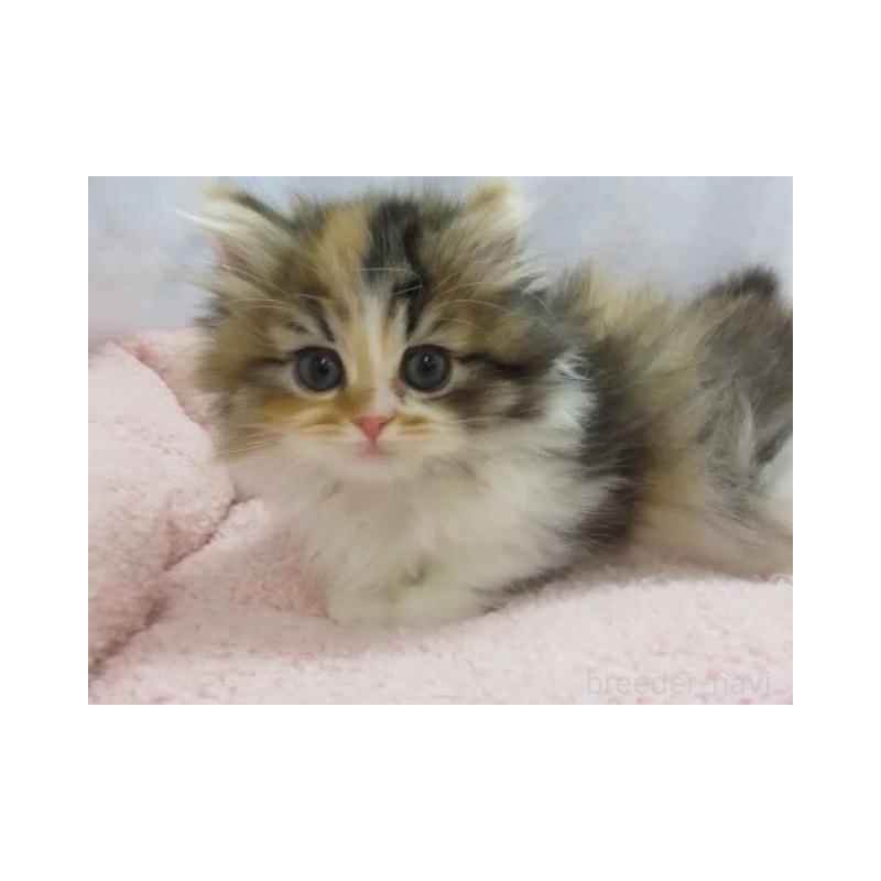 販売中の神奈川県のミヌエット(短足)-136277の6枚目