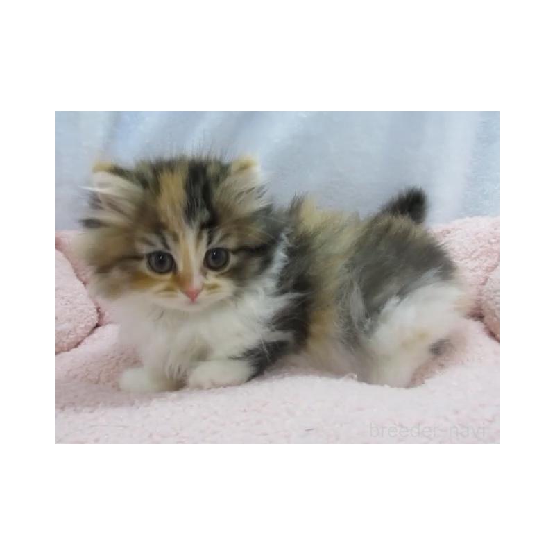 販売中の神奈川県のミヌエット(短足)-136277の5枚目