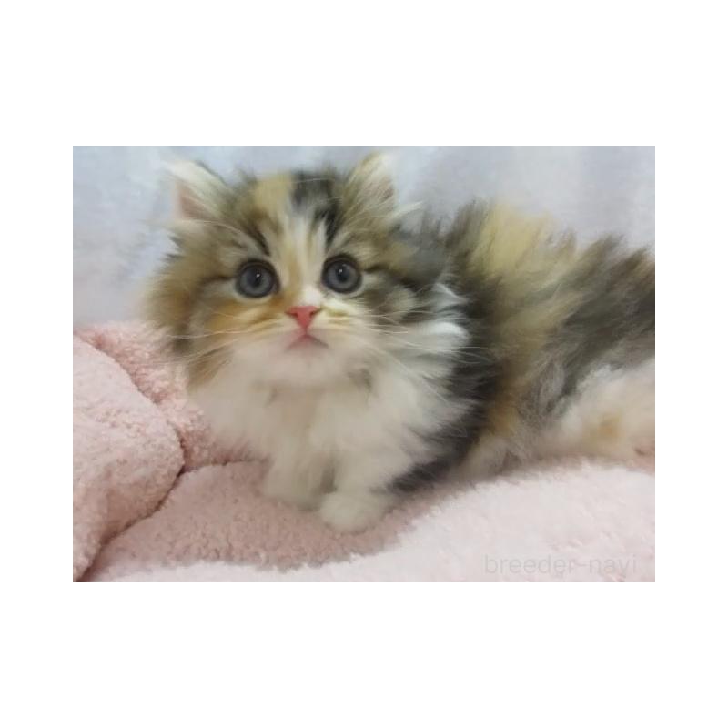 販売中の神奈川県のミヌエット(短足)-136277の4枚目