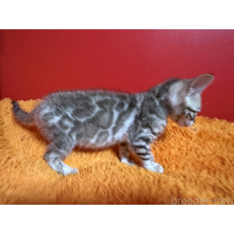 販売中の香川県のベンガル-136276の4枚目