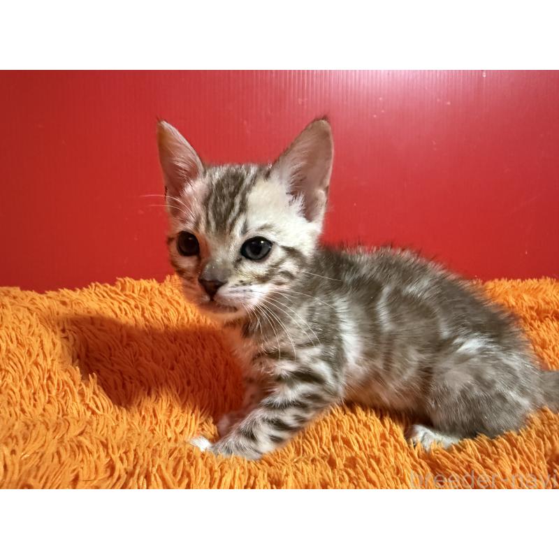 販売中の香川県のベンガル-136276の3枚目