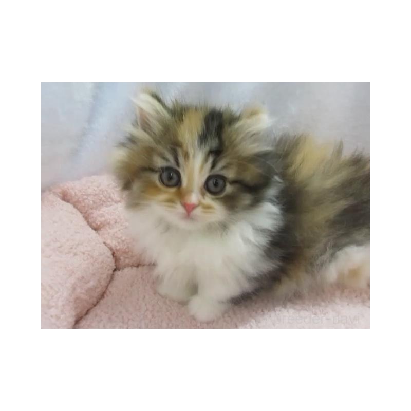 販売中の神奈川県のミヌエット(短足)-136277の3枚目