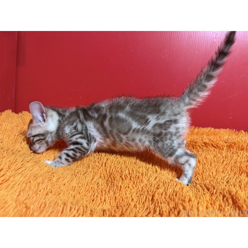 販売中の香川県のベンガル-136276の2枚目