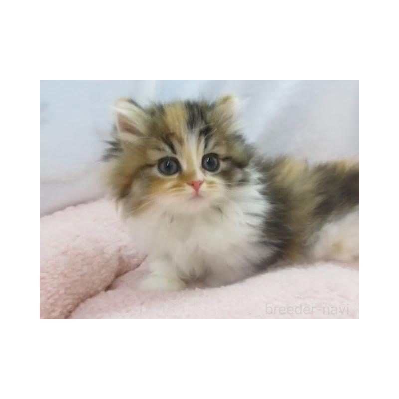 販売中の神奈川県のミヌエット(短足)-136277の2枚目