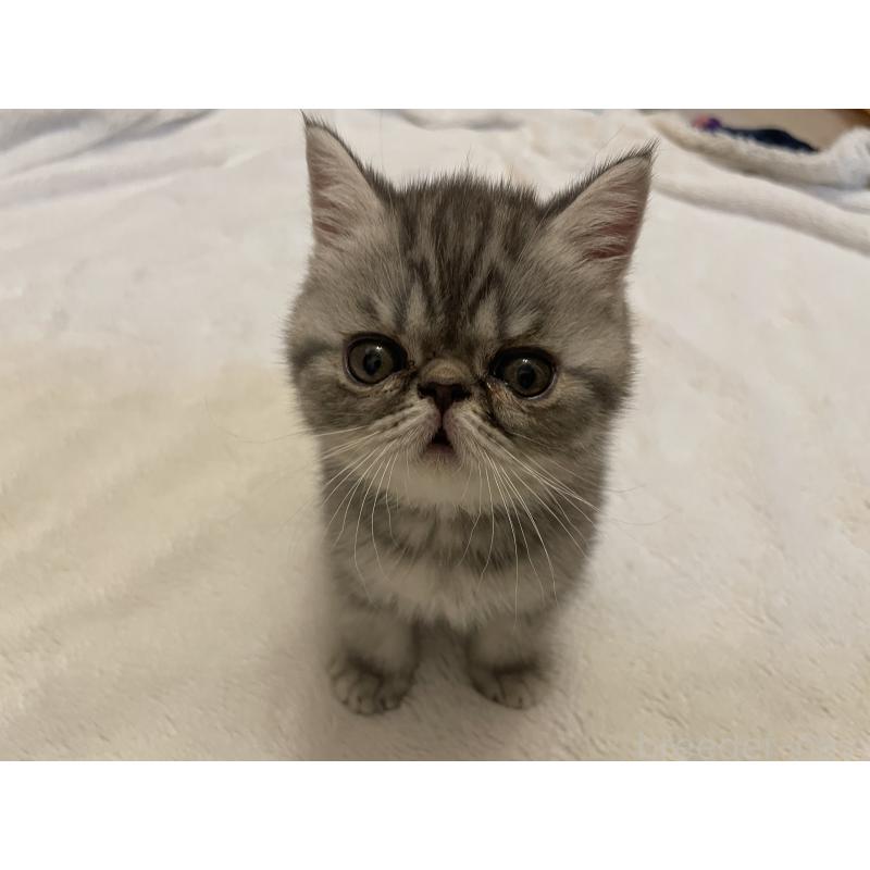 販売中の京都府のエキゾチックショートヘア-135227の5枚目