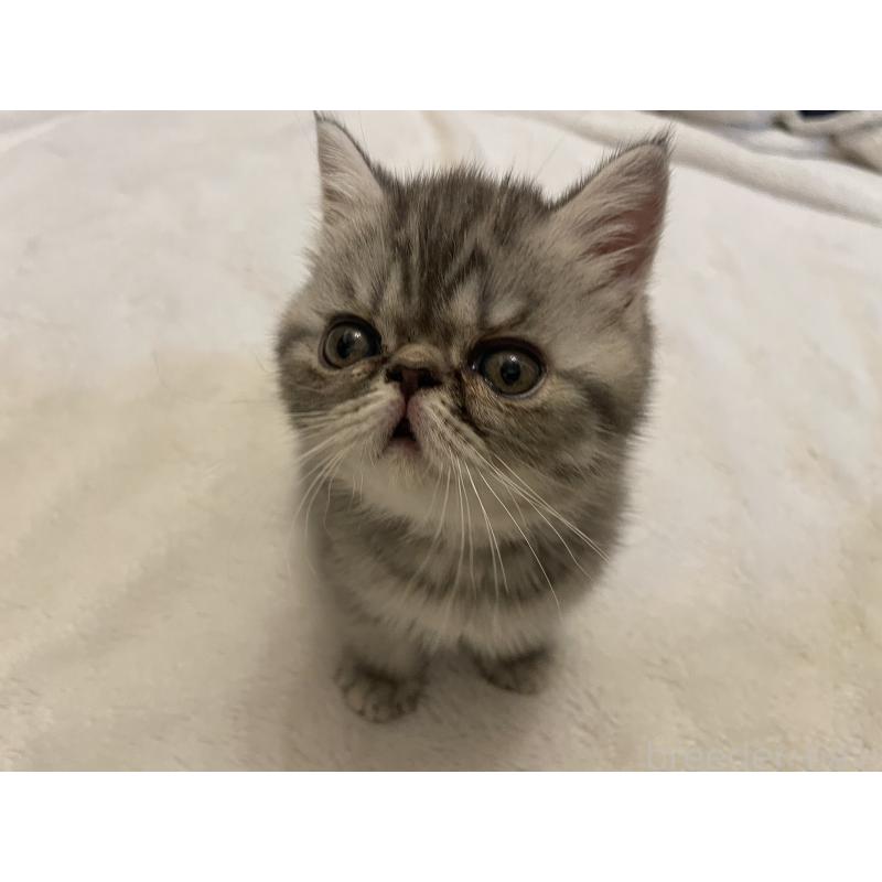 販売中の京都府のエキゾチックショートヘア-135227の4枚目