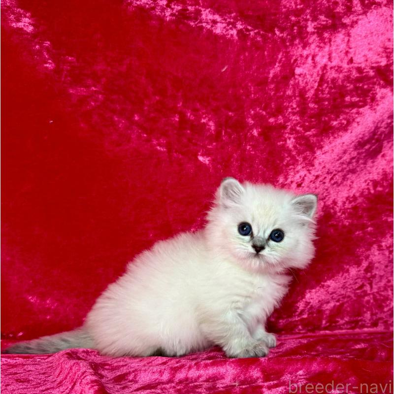 販売中の千葉県のサイベリアン-136227の7枚目