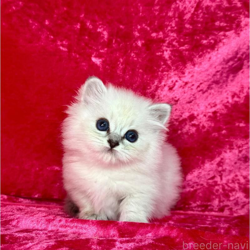 販売中の千葉県のサイベリアン-136227の6枚目