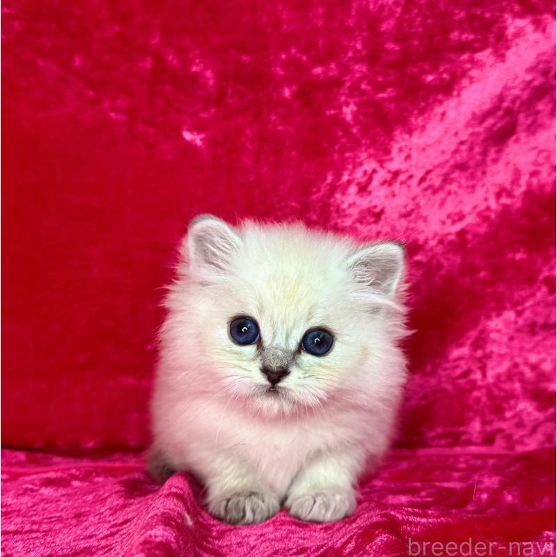 販売中の千葉県のサイベリアン-136227の5枚目