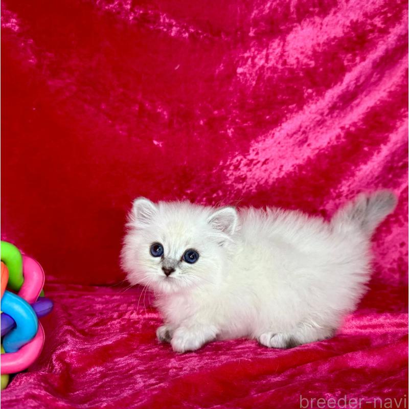 販売中の千葉県のサイベリアン-136227の4枚目