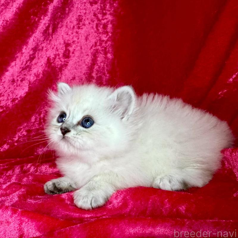 販売中の千葉県のサイベリアン-136227の3枚目