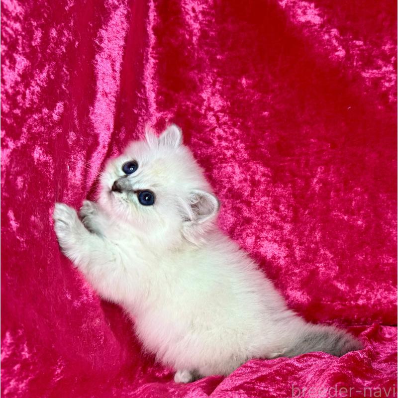 販売中の千葉県のサイベリアン-136227の2枚目