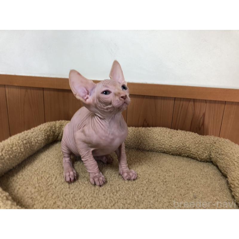 販売中の岐阜県のスフィンクス-136228の9枚目