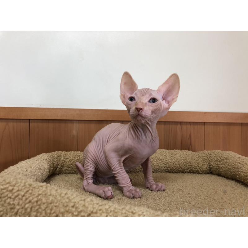 販売中の岐阜県のスフィンクス-136228の6枚目