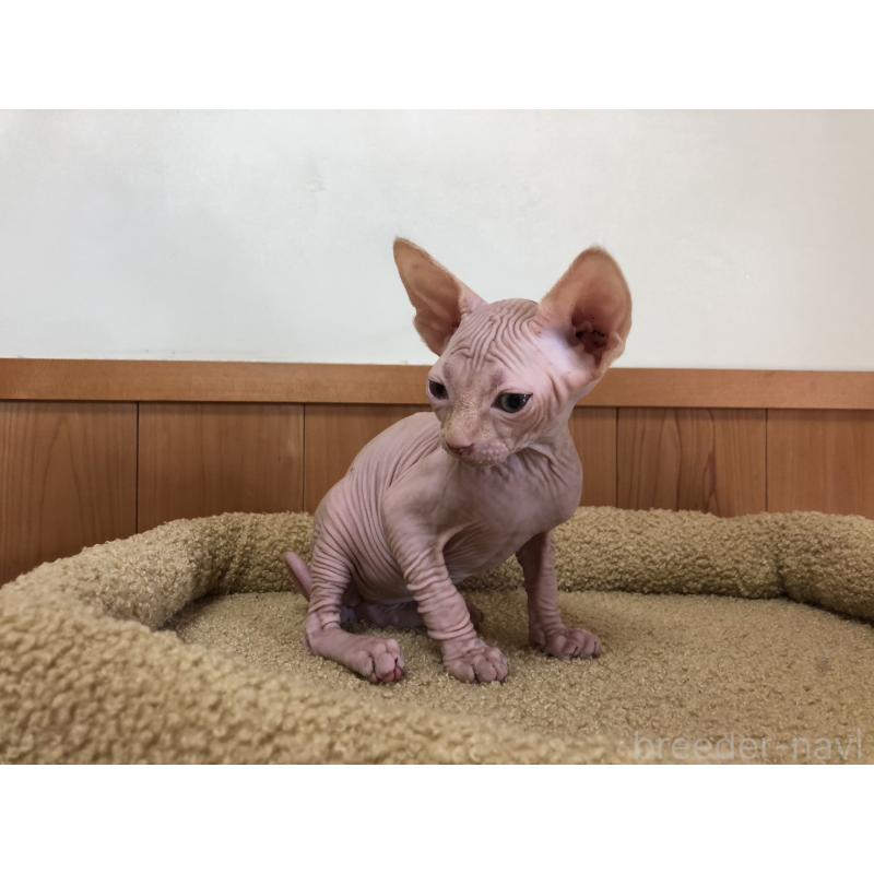 販売中の岐阜県のスフィンクス-136228の7枚目