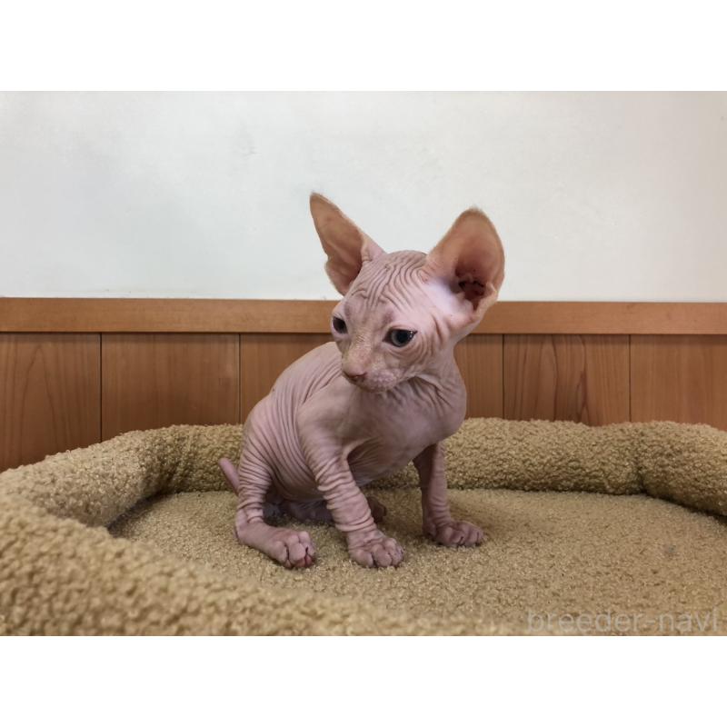 販売中の岐阜県のスフィンクス-136228の5枚目