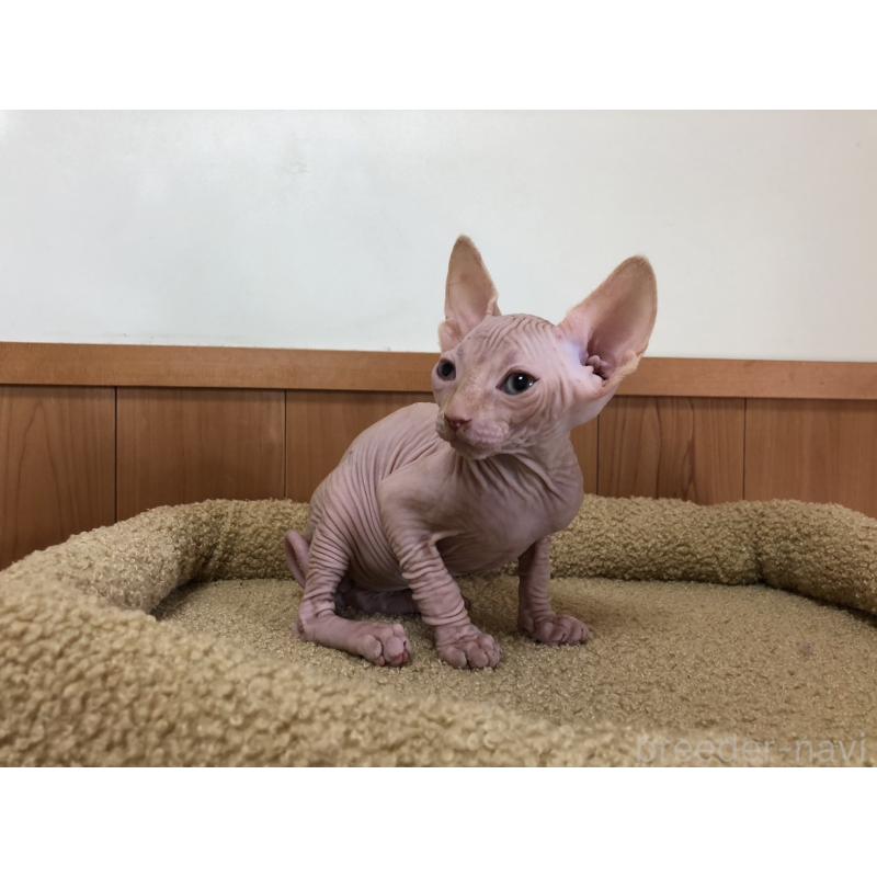 販売中の岐阜県のスフィンクス-136228の4枚目