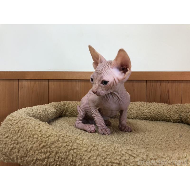 販売中の岐阜県のスフィンクス-136228の3枚目