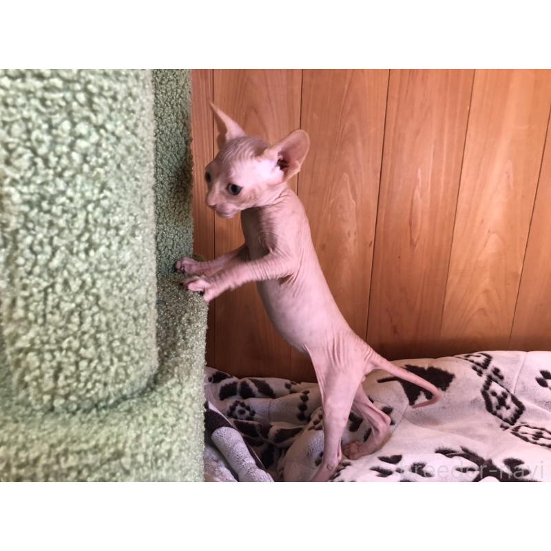 販売中の岐阜県のスフィンクス-136228の2枚目