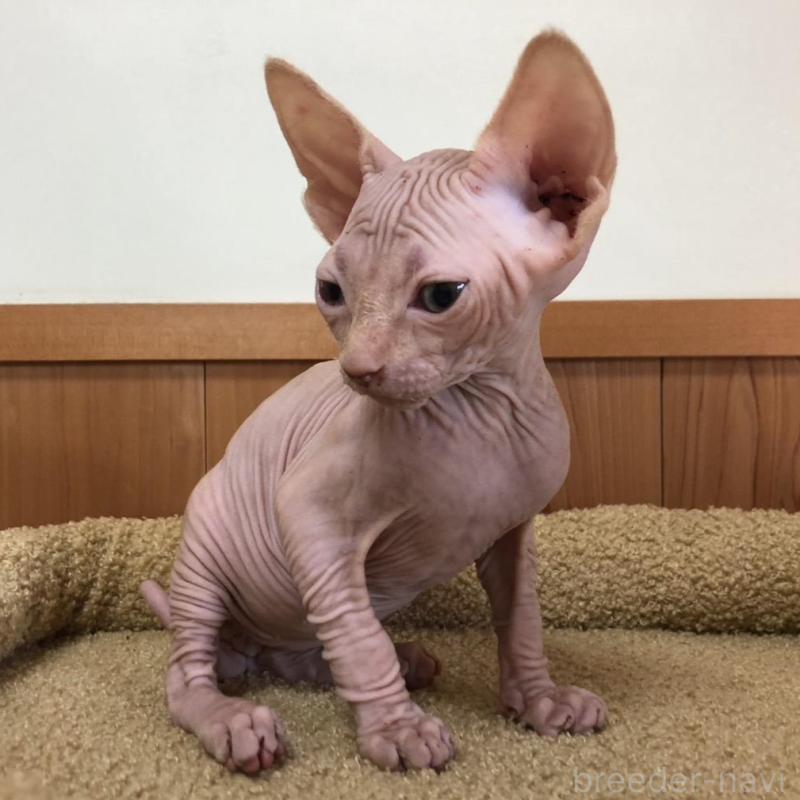 販売中の岐阜県のスフィンクス-136228の1枚目