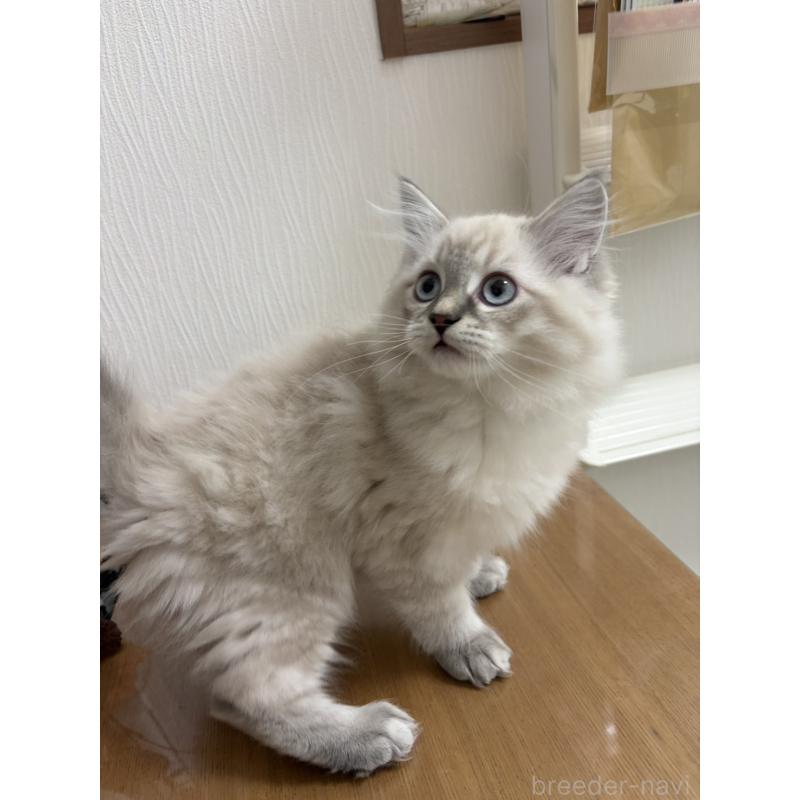 成約済の京都府のラガマフィン-136215の5枚目