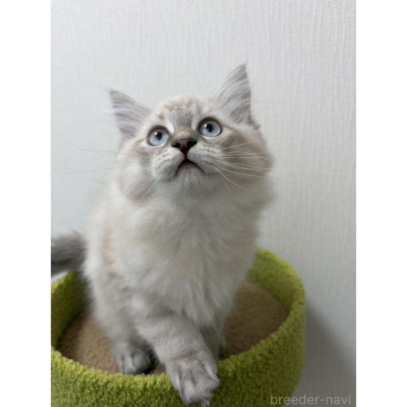 成約済の京都府のラガマフィン-136215の4枚目