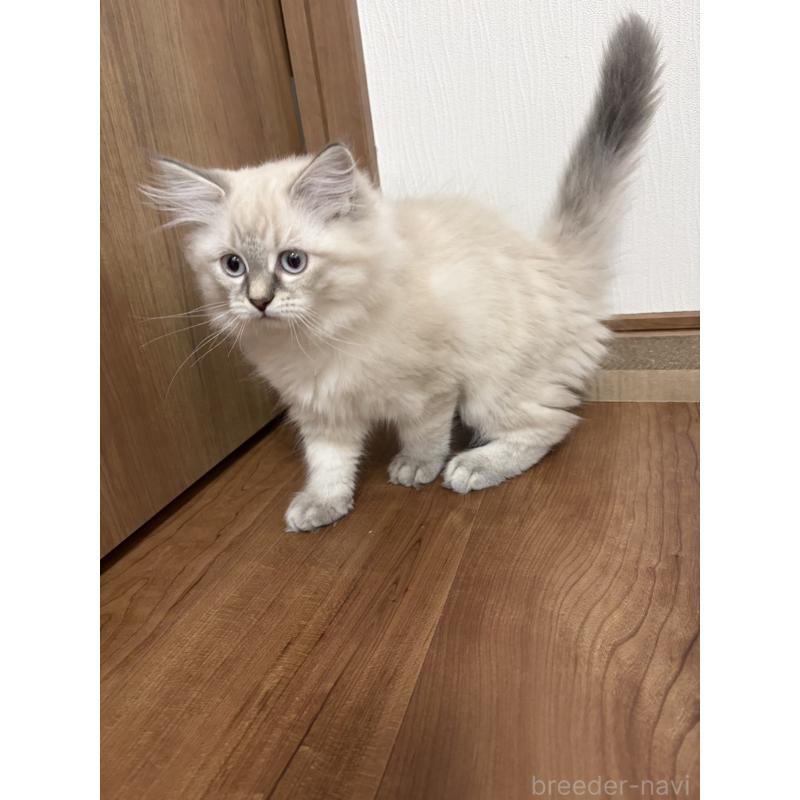 成約済の京都府のラガマフィン-136215の3枚目