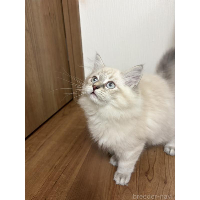 成約済の京都府のラガマフィン-136215の2枚目