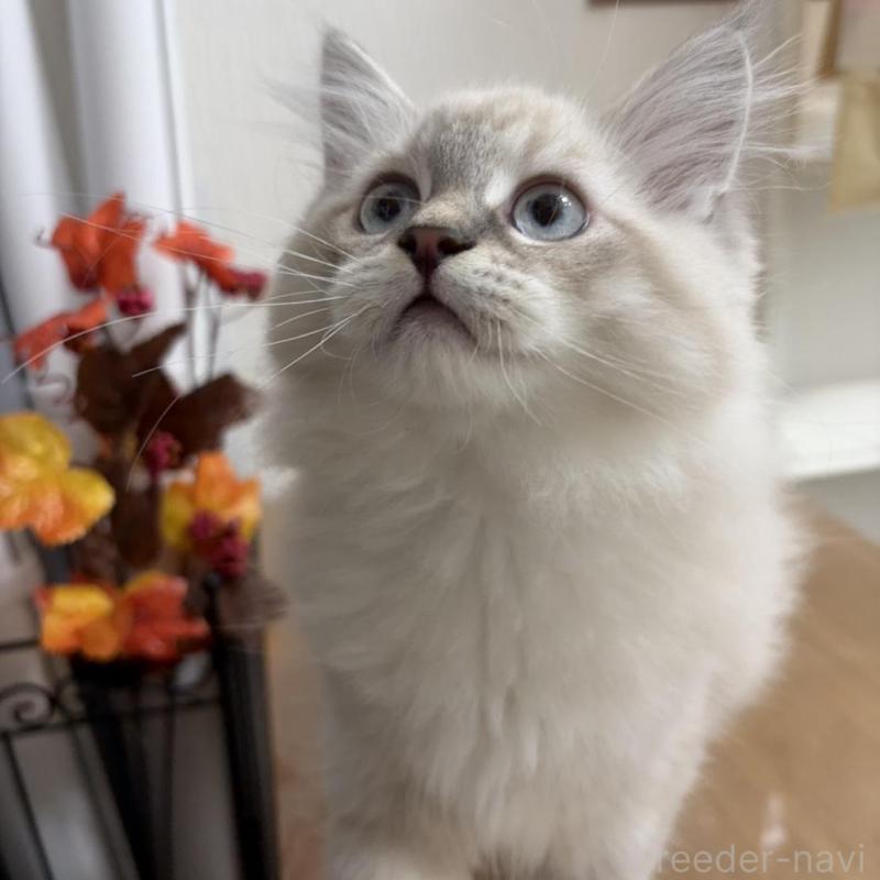 販売中の京都府のラガマフィン-136215