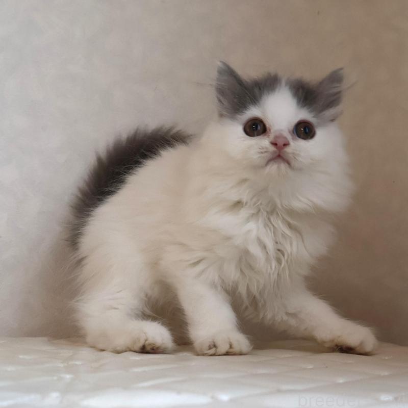 販売中の静岡県のブリティッシュロングヘア-133527の23枚目