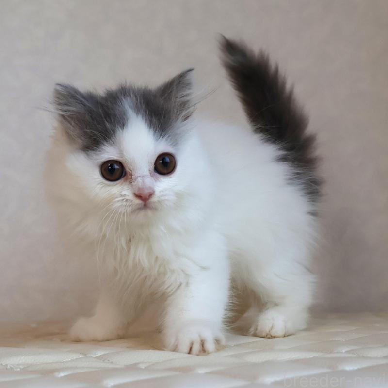 販売中の静岡県のブリティッシュロングヘア-133527の22枚目