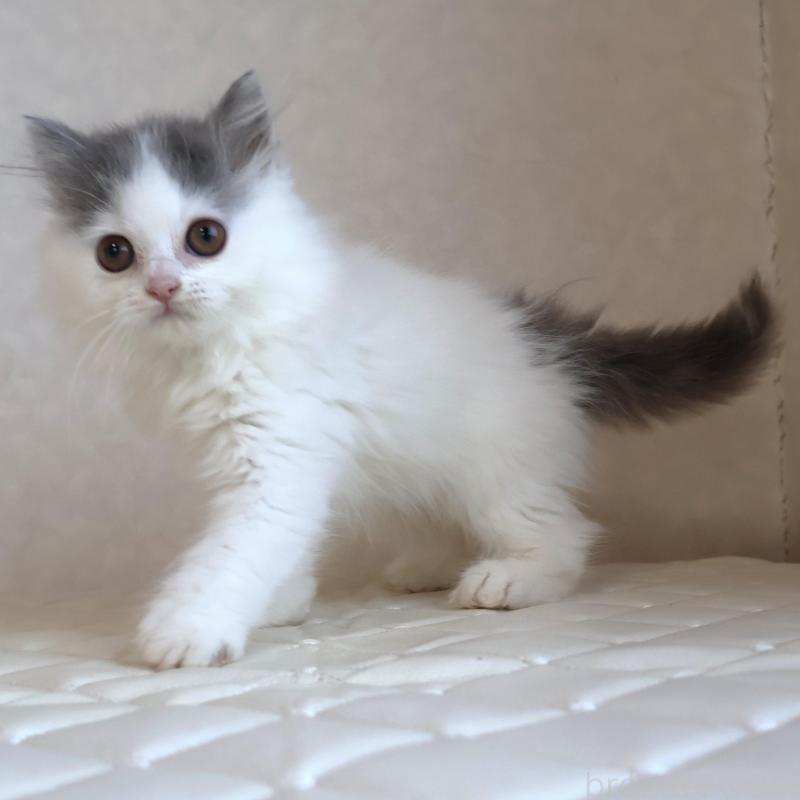 販売中の静岡県のブリティッシュロングヘア-133527の21枚目