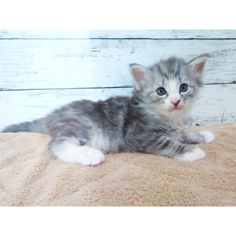 販売中の東京都のノルウェージャンフォレストキャット-136282の5枚目