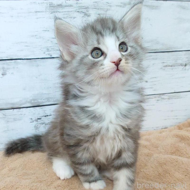 販売中の東京都のノルウェージャンフォレストキャット-136282