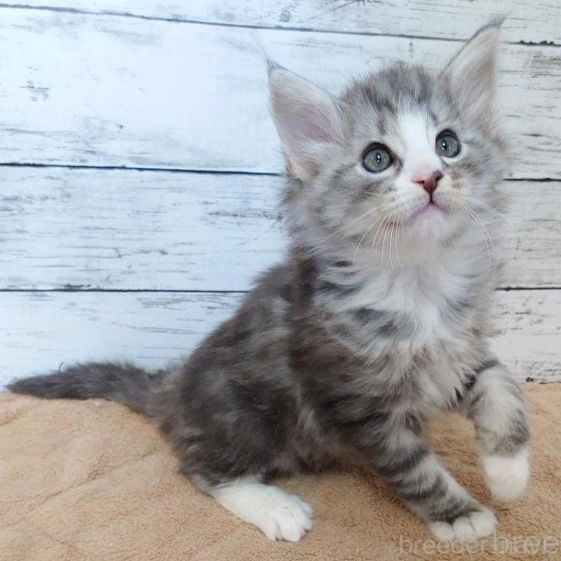 販売中の東京都のノルウェージャンフォレストキャット-136282の3枚目