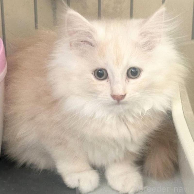 販売中の埼玉県のサイベリアン-132262