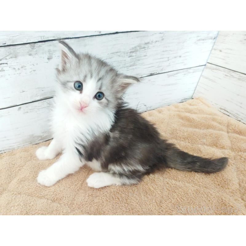 販売中の東京都のノルウェージャンフォレストキャット-136283の5枚目