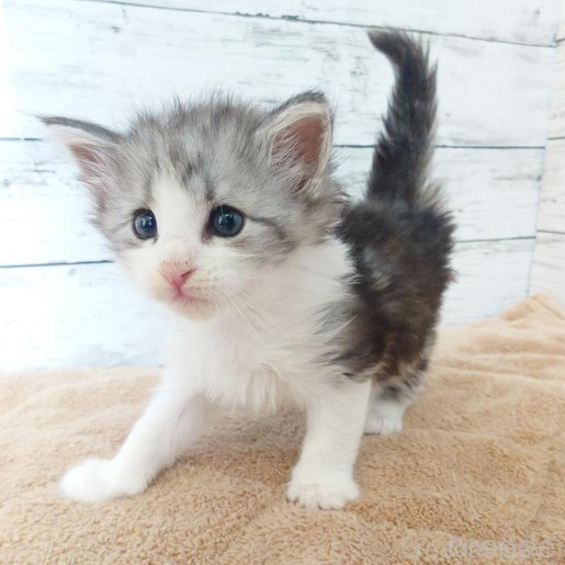 販売中の東京都のノルウェージャンフォレストキャット-136283の4枚目