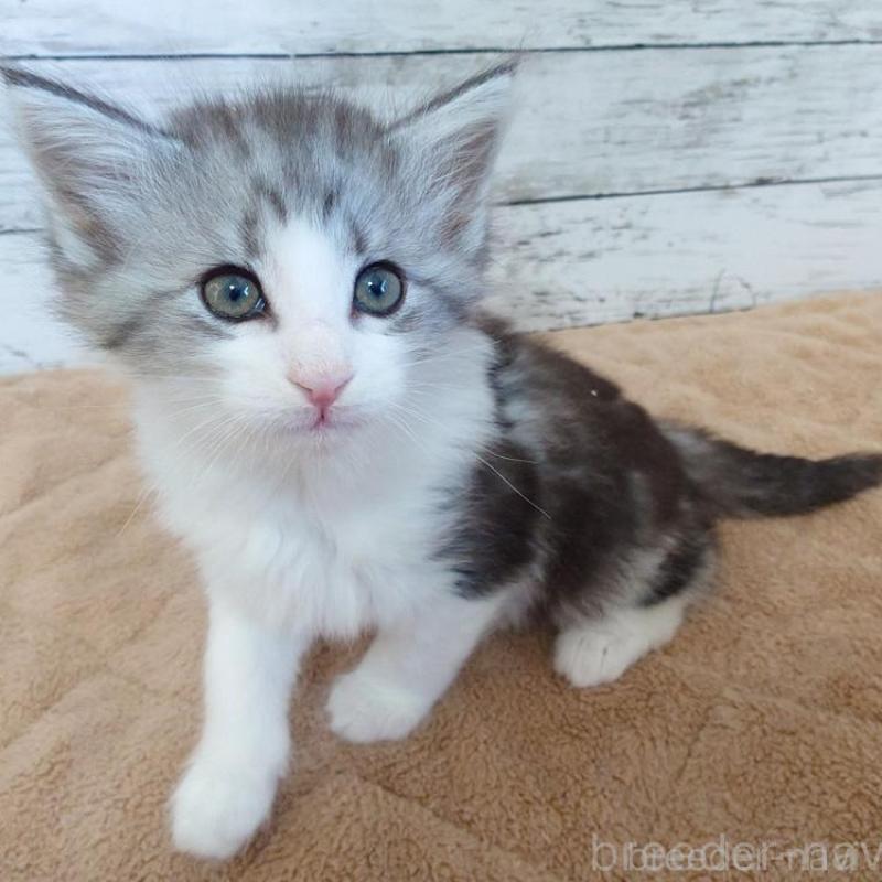 販売中の東京都のノルウェージャンフォレストキャット-136283の3枚目