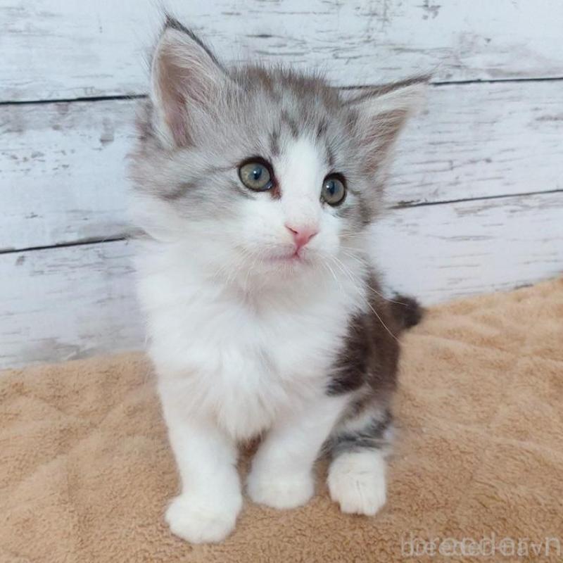 販売中の東京都のノルウェージャンフォレストキャット-136283の2枚目