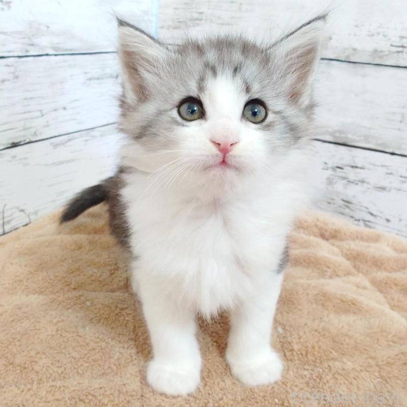 販売中の東京都のノルウェージャンフォレストキャット-136283の1枚目