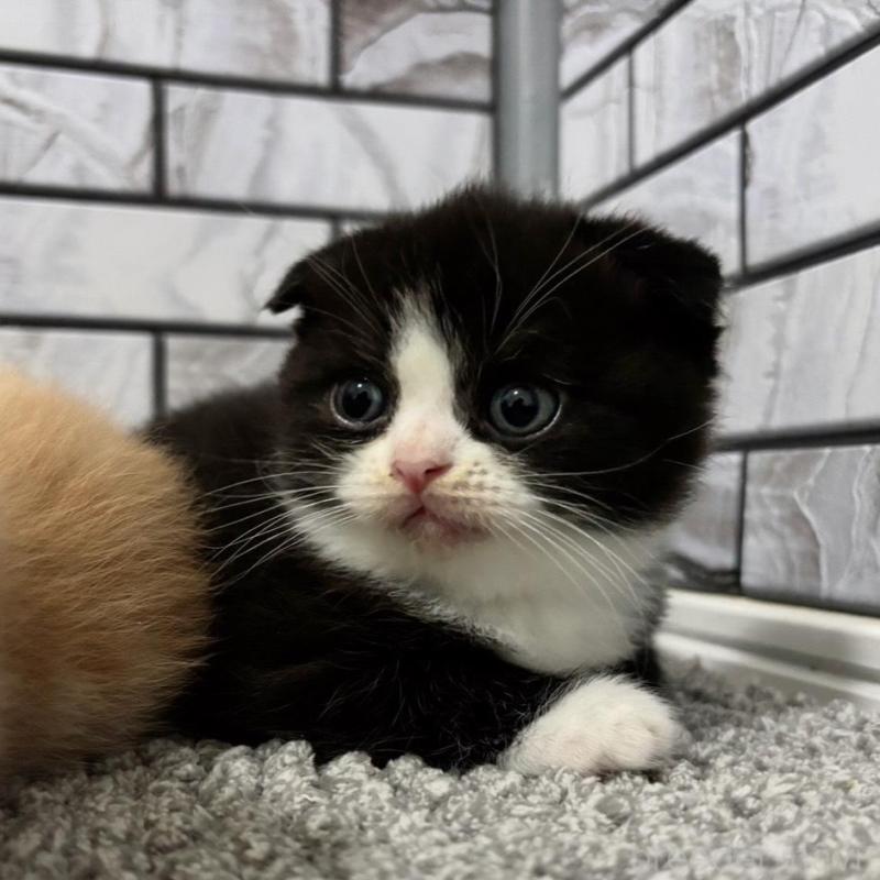 販売中の福岡県のマンチカン-136284の6枚目