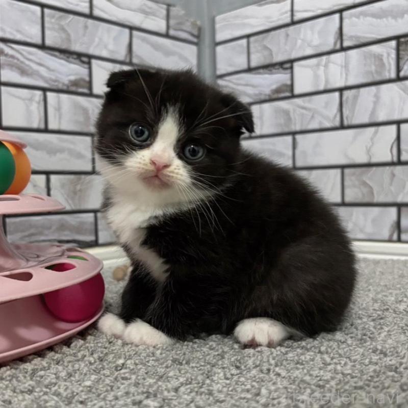 販売中の福岡県のマンチカン-136284の5枚目