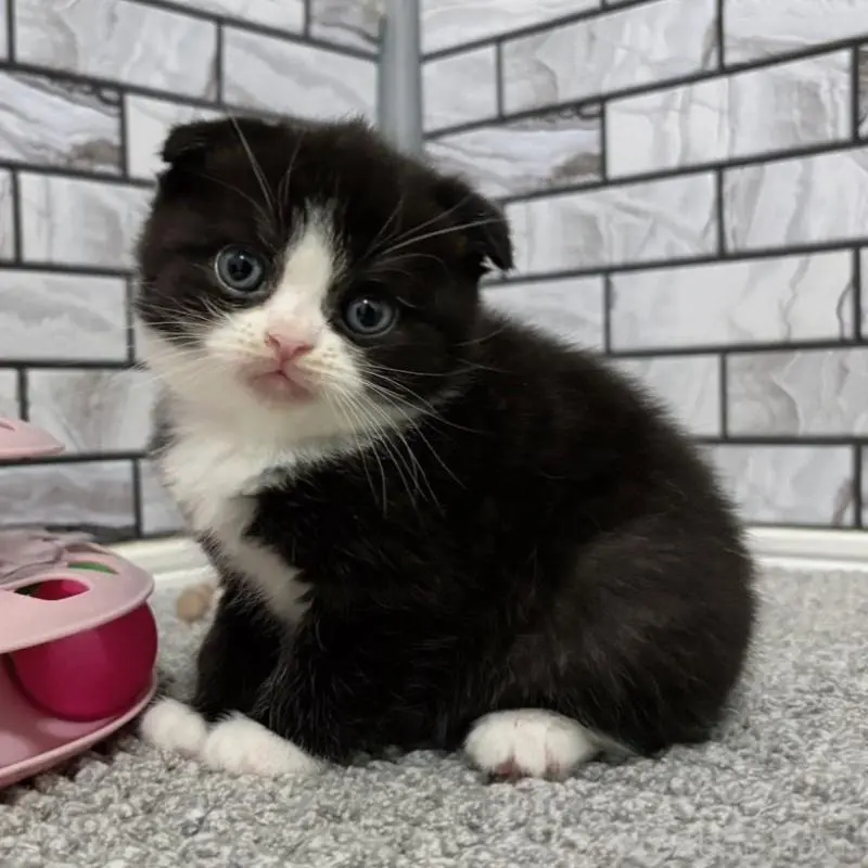 販売中の福岡県のマンチカン-136284の1枚目