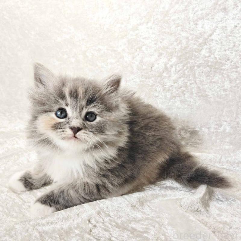 販売中の神奈川県のノルウェージャンフォレストキャット-136285の5枚目