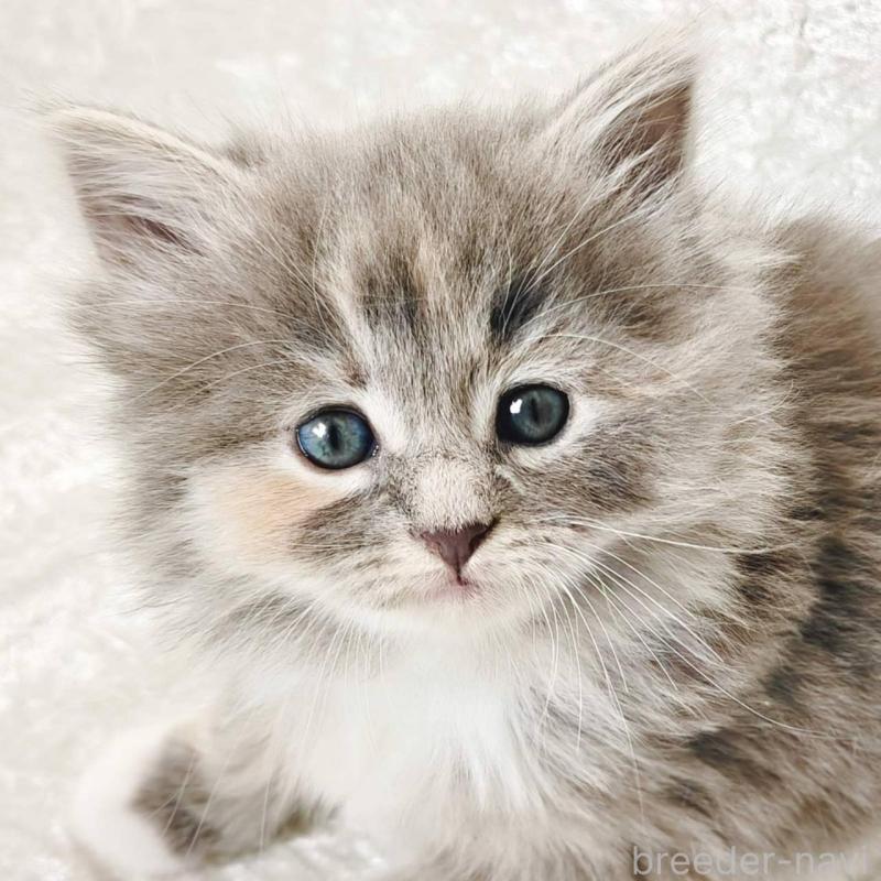 販売中の神奈川県のノルウェージャンフォレストキャット-136285の1枚目