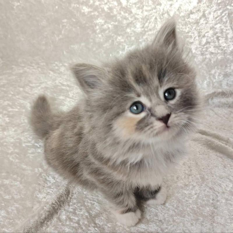 販売中の神奈川県のノルウェージャンフォレストキャット-136285の3枚目