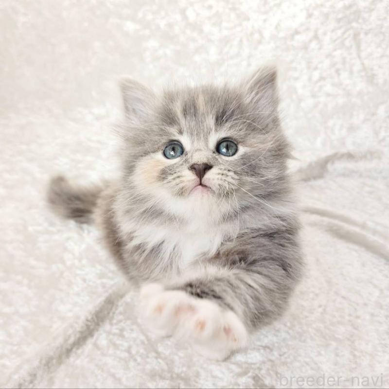 販売中の神奈川県のノルウェージャンフォレストキャット-136285の2枚目