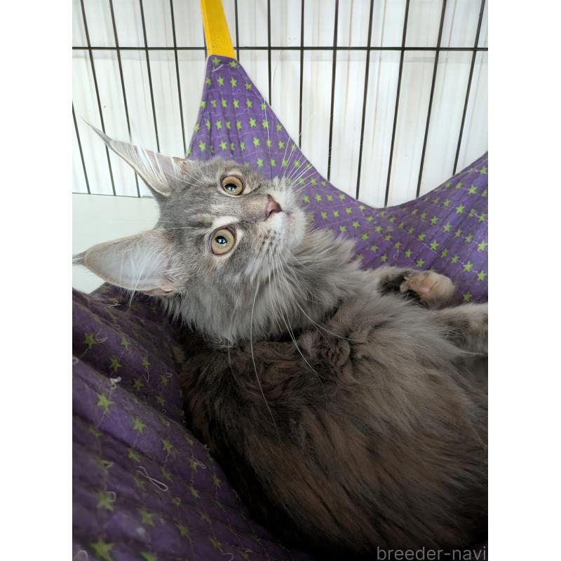 商談中の埼玉県のメインクーン-135207の4枚目