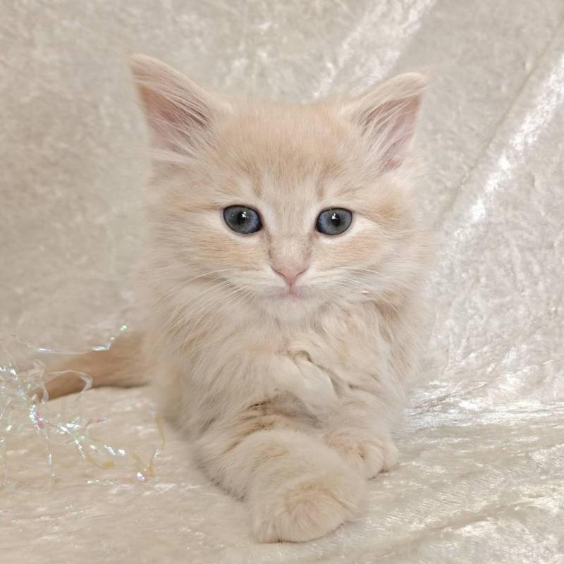 販売中の神奈川県のノルウェージャンフォレストキャット-136286の4枚目